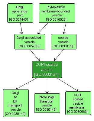 GO:0030137 - COPI-coated vesicle (interactive image map)