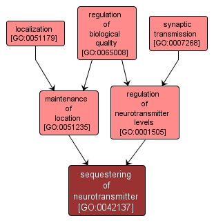 GO:0042137 - sequestering of neurotransmitter (interactive image map)