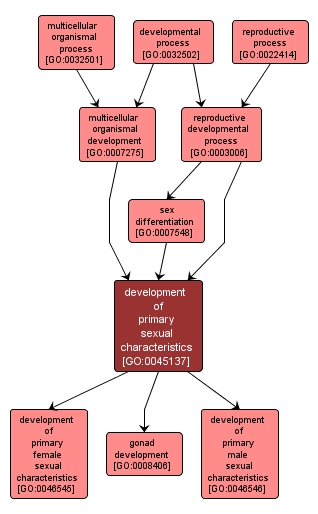 GO:0045137 - development of primary sexual characteristics (interactive image map)