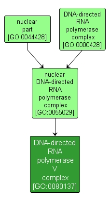 GO:0080137 - DNA-directed RNA polymerase V complex (interactive image map)