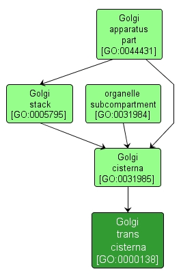GO:0000138 - Golgi trans cisterna (interactive image map)