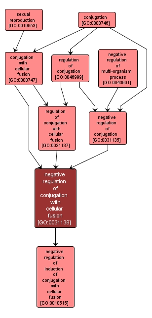 GO:0031138 - negative regulation of conjugation with cellular fusion (interactive image map)