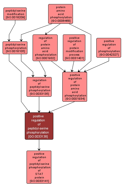 GO:0033138 - positive regulation of peptidyl-serine phosphorylation (interactive image map)