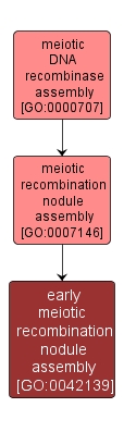 GO:0042139 - early meiotic recombination nodule assembly (interactive image map)
