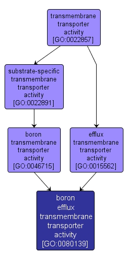 GO:0080139 - boron efflux transmembrane transporter activity (interactive image map)