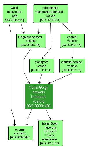 GO:0030140 - trans-Golgi network transport vesicle (interactive image map)