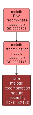 GO:0042140 - late meiotic recombination nodule assembly (interactive image map)