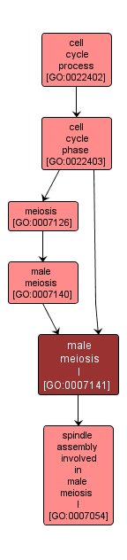 GO:0007141 - male meiosis I (interactive image map)