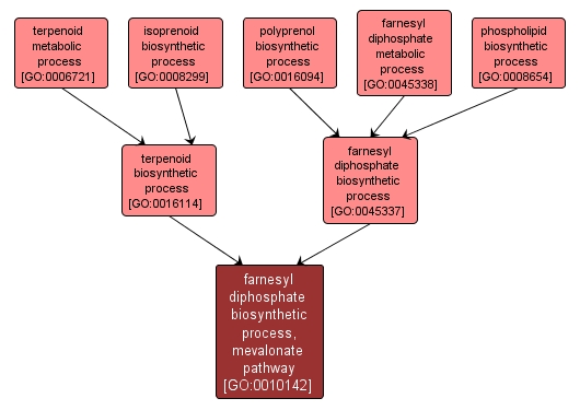 GO:0010142 - farnesyl diphosphate biosynthetic process, mevalonate pathway (interactive image map)
