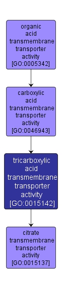 GO:0015142 - tricarboxylic acid transmembrane transporter activity (interactive image map)