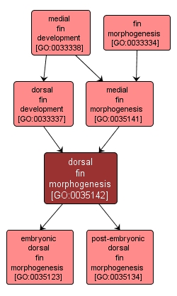 GO:0035142 - dorsal fin morphogenesis (interactive image map)