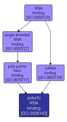 GO:0008143 - poly(A) RNA binding (interactive image map)