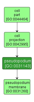 GO:0031143 - pseudopodium (interactive image map)