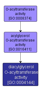 GO:0004144 - diacylglycerol O-acyltransferase activity (interactive image map)