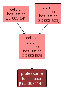 GO:0031144 - proteasome localization (interactive image map)