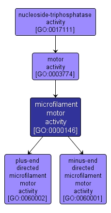 GO:0000146 - microfilament motor activity (interactive image map)