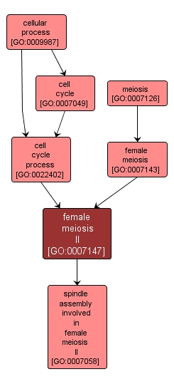 GO:0007147 - female meiosis II (interactive image map)