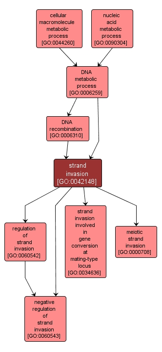 GO:0042148 - strand invasion (interactive image map)