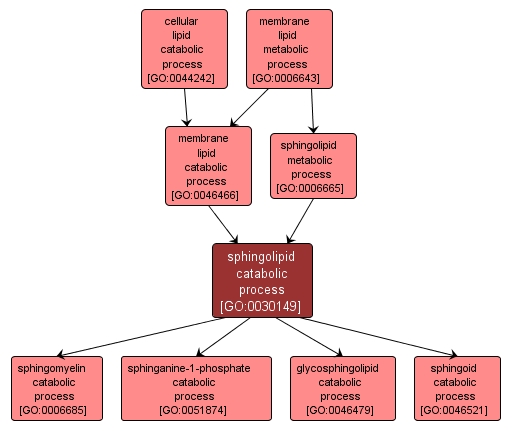 GO:0030149 - sphingolipid catabolic process (interactive image map)