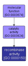 GO:0000150 - recombinase activity (interactive image map)