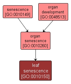 GO:0010150 - leaf senescence (interactive image map)