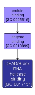 GO:0017151 - DEAD/H-box RNA helicase binding (interactive image map)
