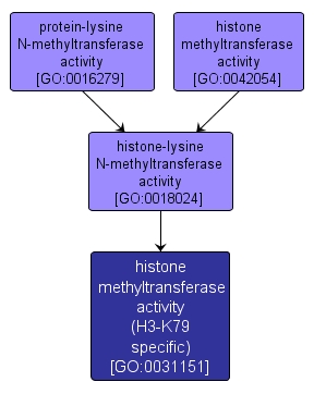GO:0031151 - histone methyltransferase activity (H3-K79 specific) (interactive image map)