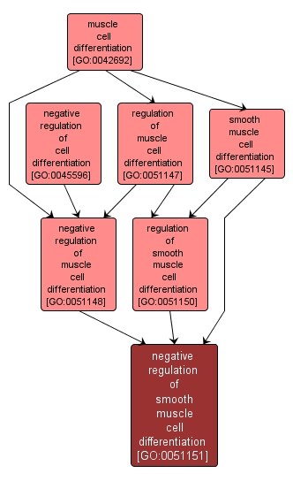 GO:0051151 - negative regulation of smooth muscle cell differentiation (interactive image map)