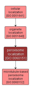 GO:0060151 - peroxisome localization (interactive image map)