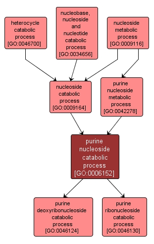 GO:0006152 - purine nucleoside catabolic process (interactive image map)