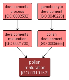 GO:0010152 - pollen maturation (interactive image map)