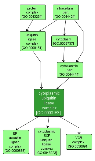 GO:0000153 - cytoplasmic ubiquitin ligase complex (interactive image map)