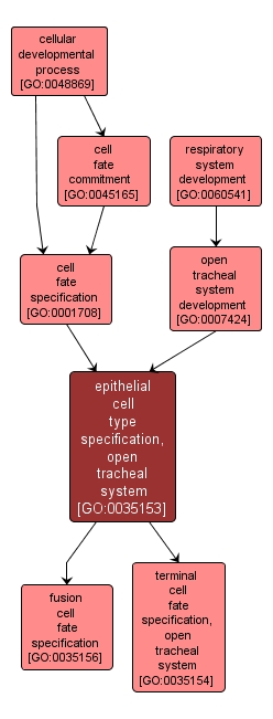 GO:0035153 - epithelial cell type specification, open tracheal system (interactive image map)
