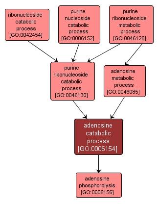 GO:0006154 - adenosine catabolic process (interactive image map)