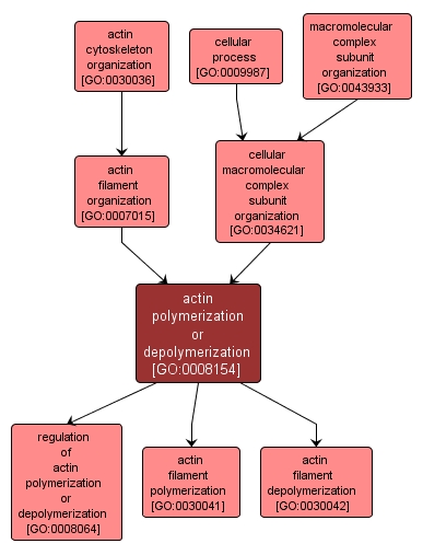 GO:0008154 - actin polymerization or depolymerization (interactive image map)