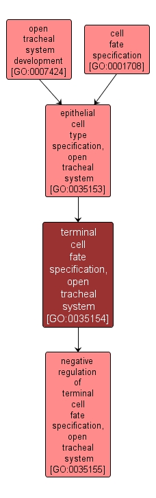 GO:0035154 - terminal cell fate specification, open tracheal system (interactive image map)