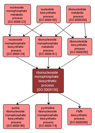 GO:0009156 - ribonucleoside monophosphate biosynthetic process (interactive image map)
