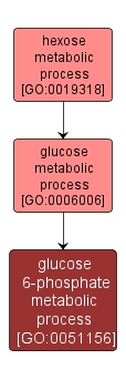 GO:0051156 - glucose 6-phosphate metabolic process (interactive image map)