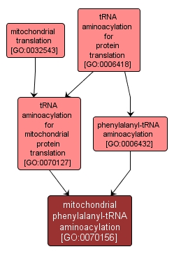 GO:0070156 - mitochondrial phenylalanyl-tRNA aminoacylation (interactive image map)