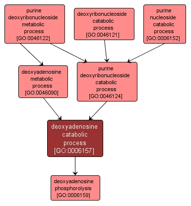 GO:0006157 - deoxyadenosine catabolic process (interactive image map)