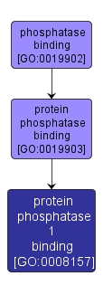 GO:0008157 - protein phosphatase 1 binding (interactive image map)