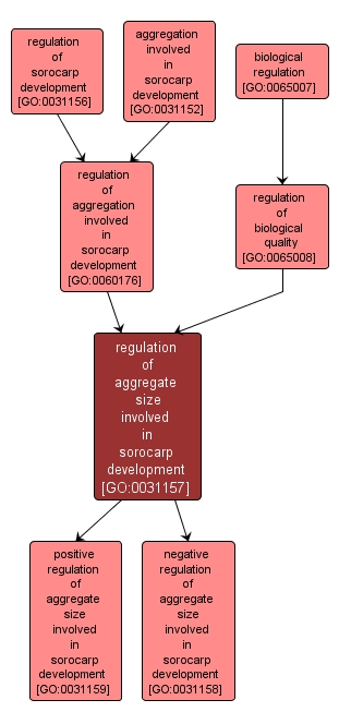 GO:0031157 - regulation of aggregate size involved in sorocarp development (interactive image map)