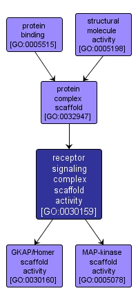 GO:0030159 - receptor signaling complex scaffold activity (interactive image map)