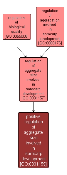 GO:0031159 - positive regulation of aggregate size involved in sorocarp development (interactive image map)