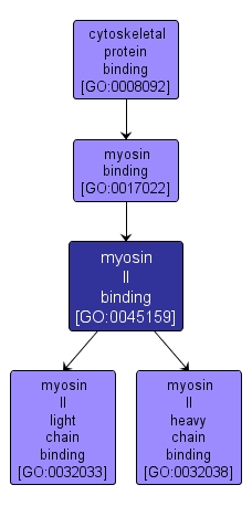 GO:0045159 - myosin II binding (interactive image map)