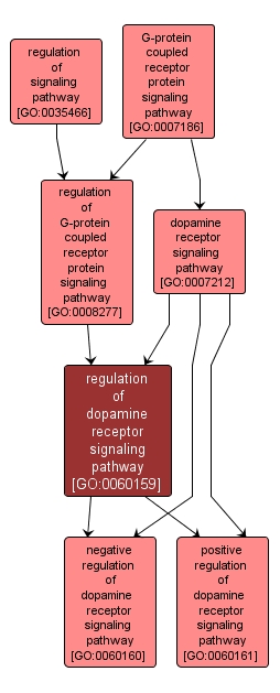 GO:0060159 - regulation of dopamine receptor signaling pathway (interactive image map)