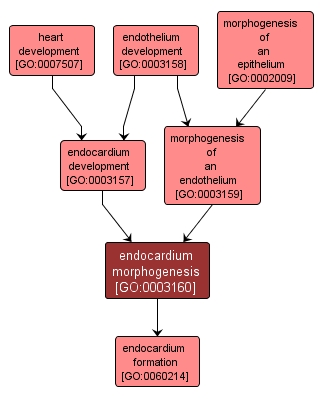 GO:0003160 - endocardium morphogenesis (interactive image map)