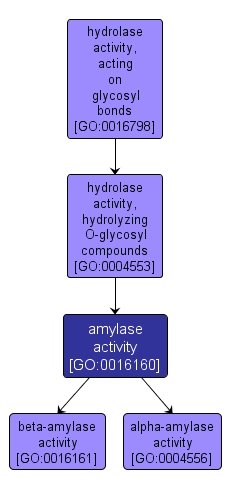 GO:0016160 - amylase activity (interactive image map)