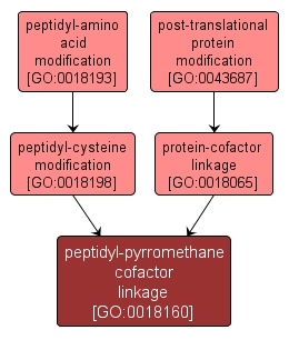 GO:0018160 - peptidyl-pyrromethane cofactor linkage (interactive image map)
