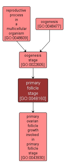 GO:0048160 - primary follicle stage (interactive image map)